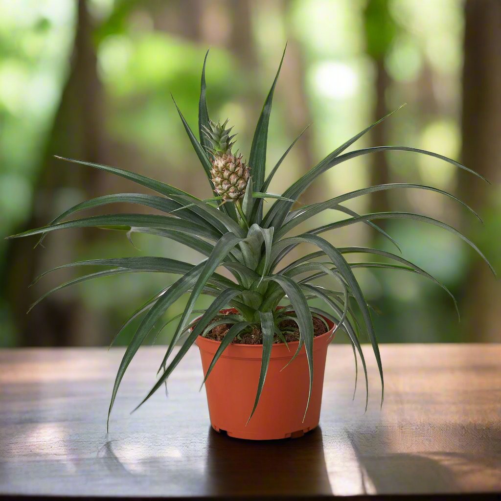 Bromeliad 'Yellow Pineapple' - 6" Pot