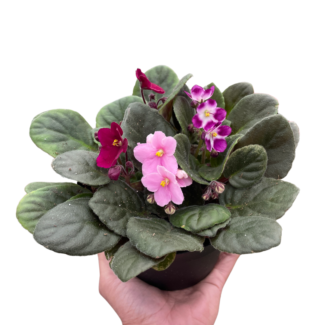 African Violet