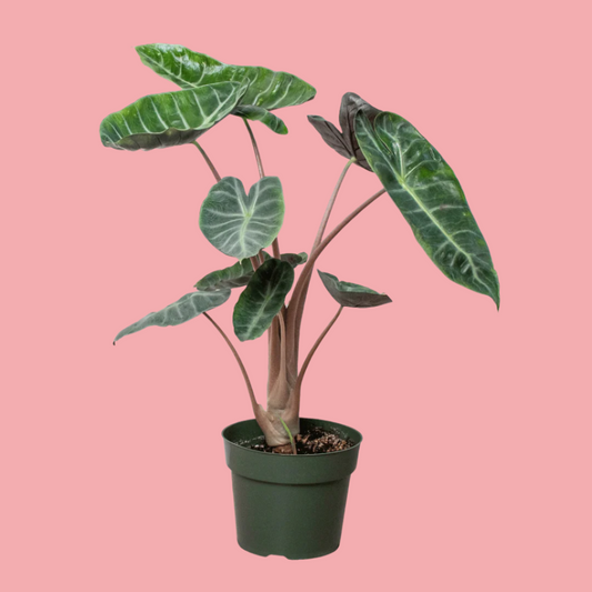 Alocasia Pink Dragon