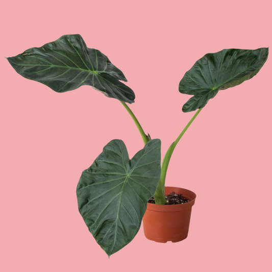 Alocasia 'Regal Shields'