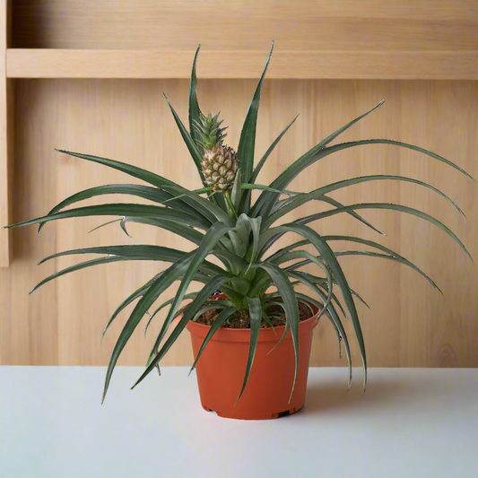 Bromeliad 'Yellow Pineapple' - 6" Pot