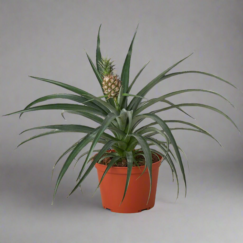 Bromeliad 'Yellow Pineapple' - 6" Pot