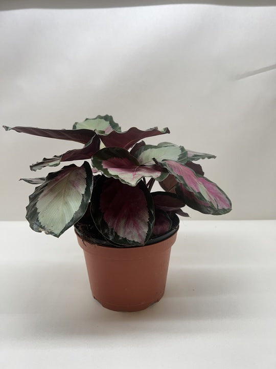 Calathea roseopicta 'Silvia'