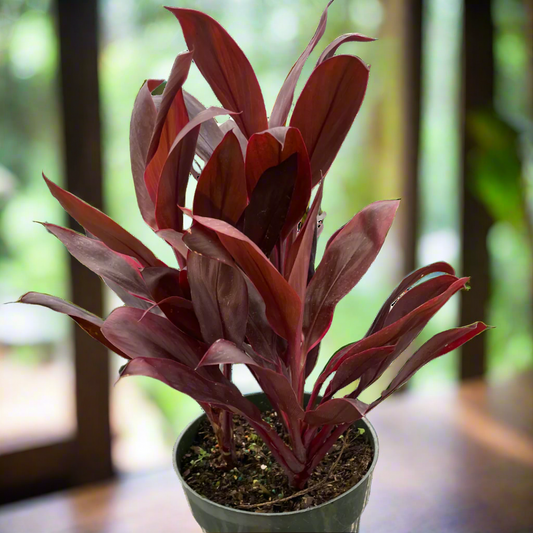 Cordyline 'Calypso Queen'