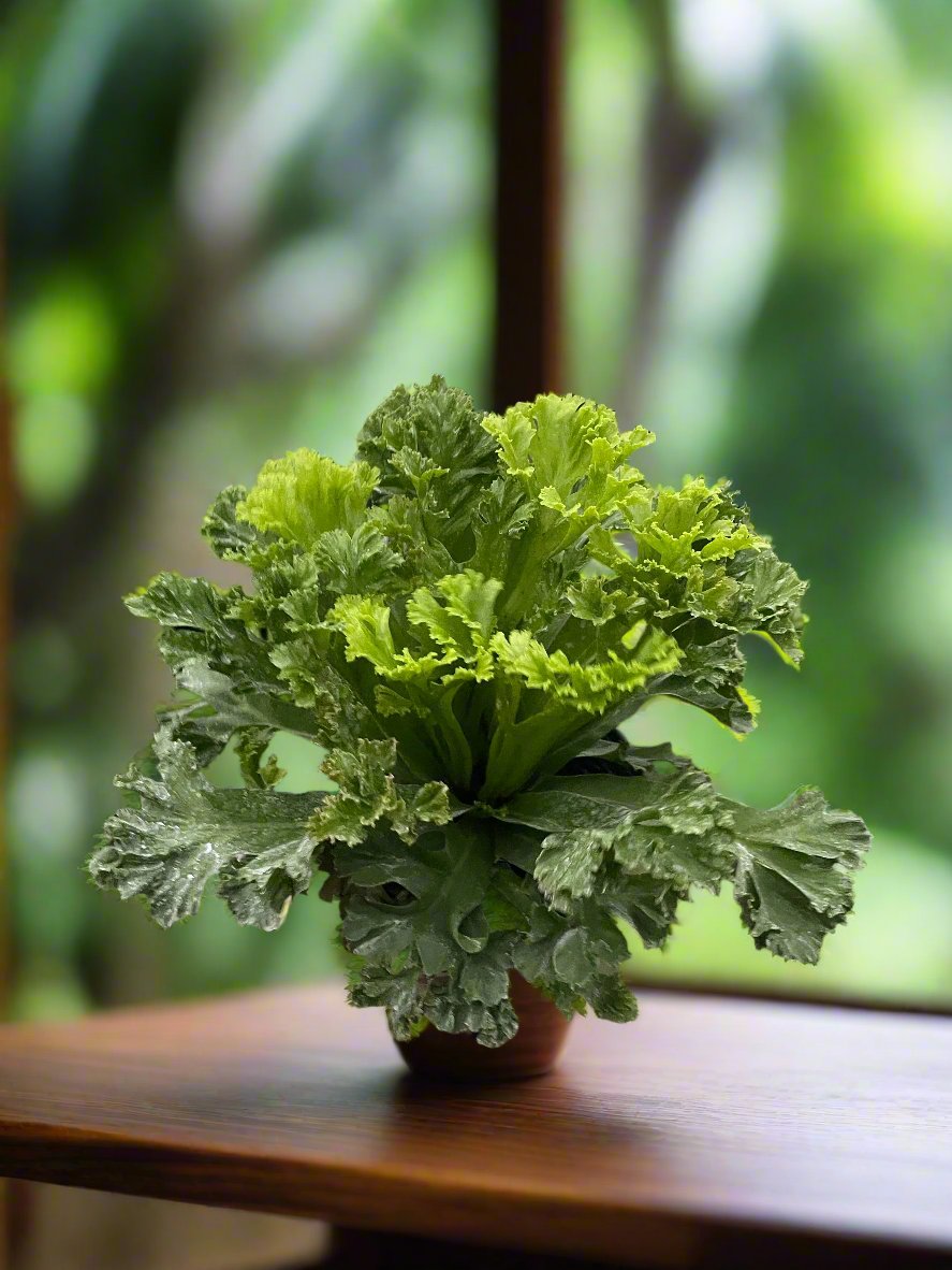 Bird’s Nest Leslie Fern