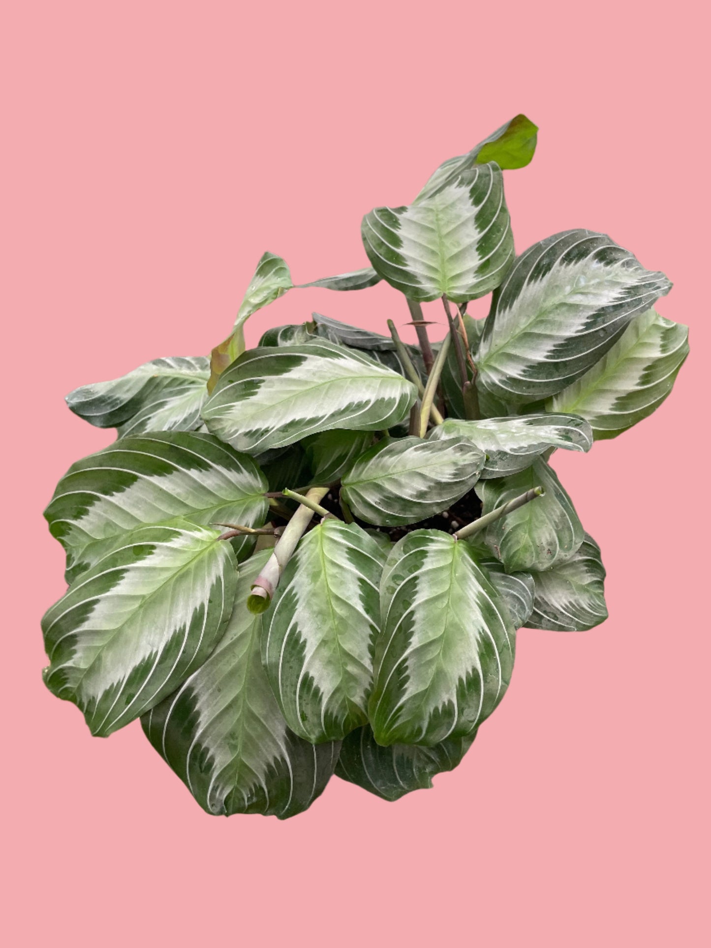 Maranta 'Silver Band'