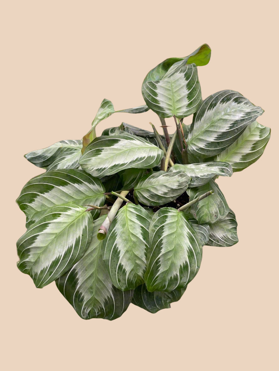 Maranta 'Silver Band'