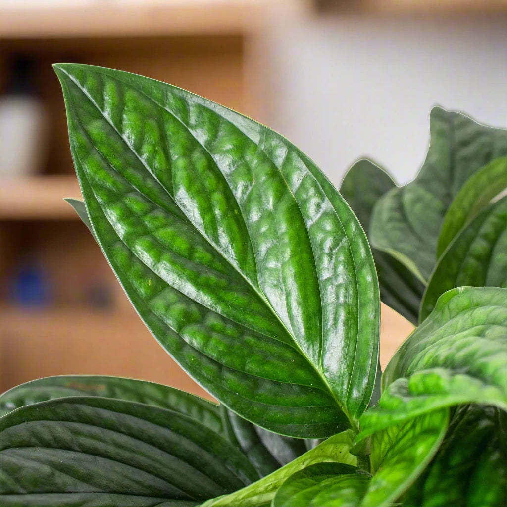 Monstera 'Peru'