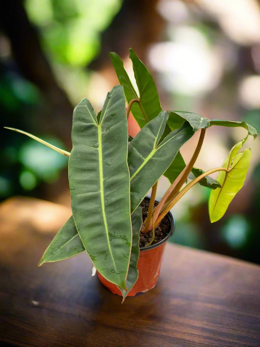 Philodendron 'Billietiae'