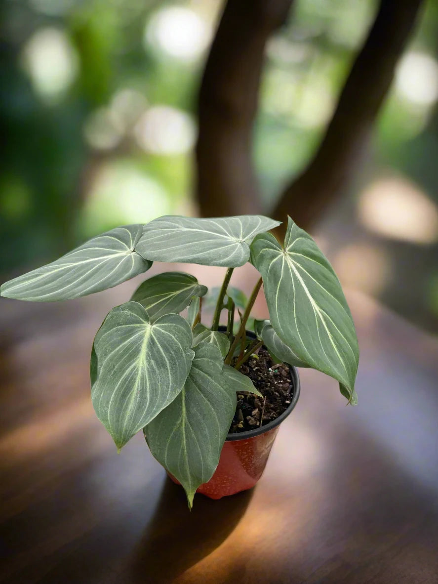 Philodendron Gloriosum