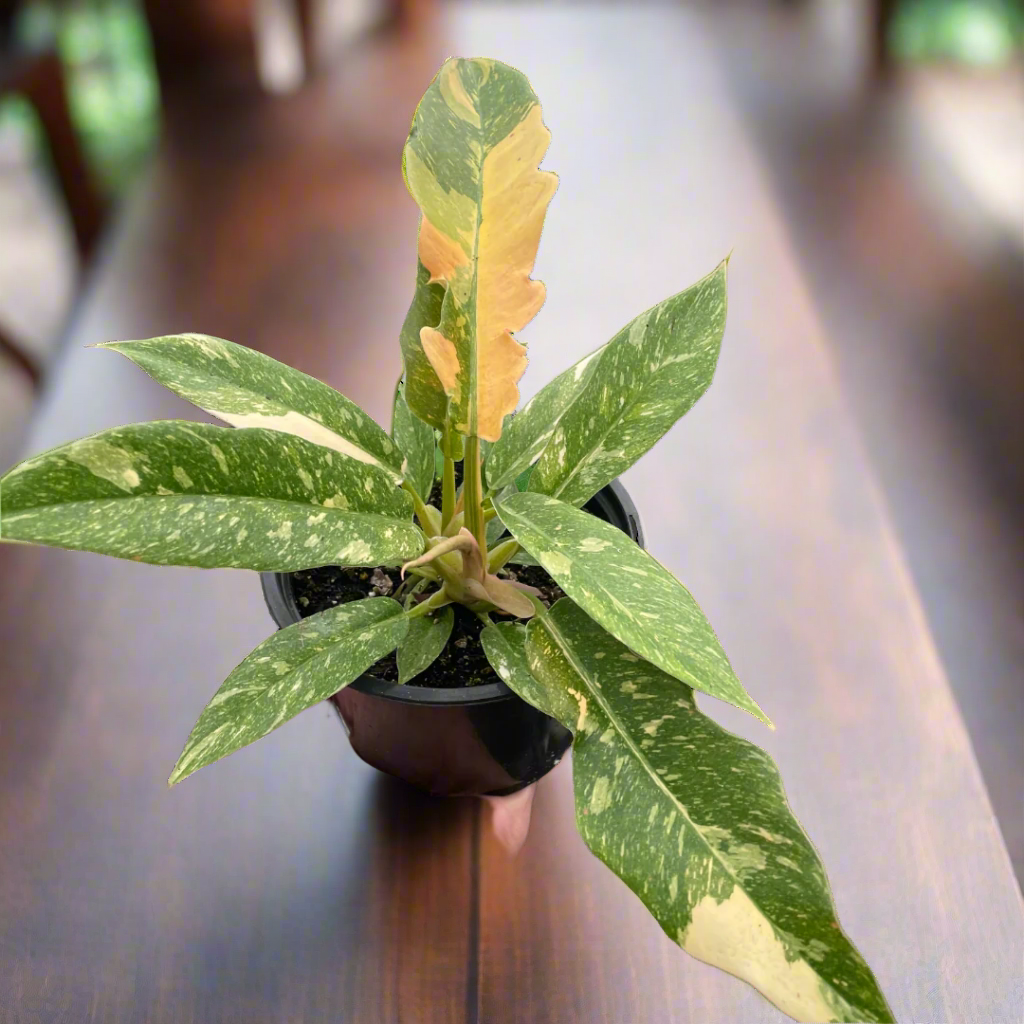 Philodendron Ring of Fire Variegated