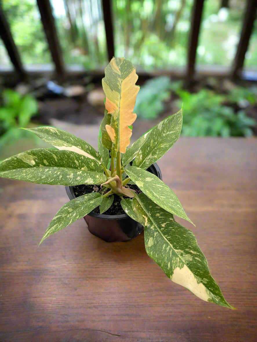 Philodendron Ring of Fire Variegated