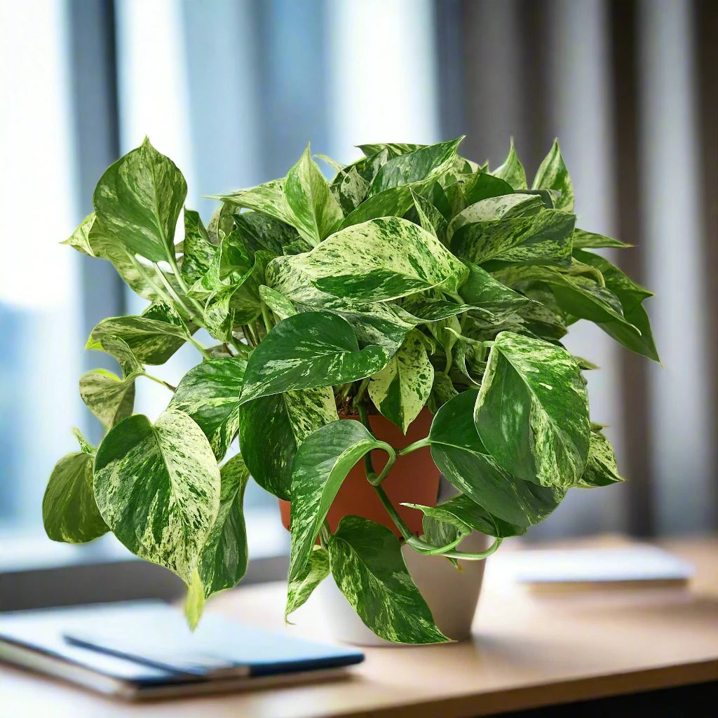 Pothos 'Marble Queen'