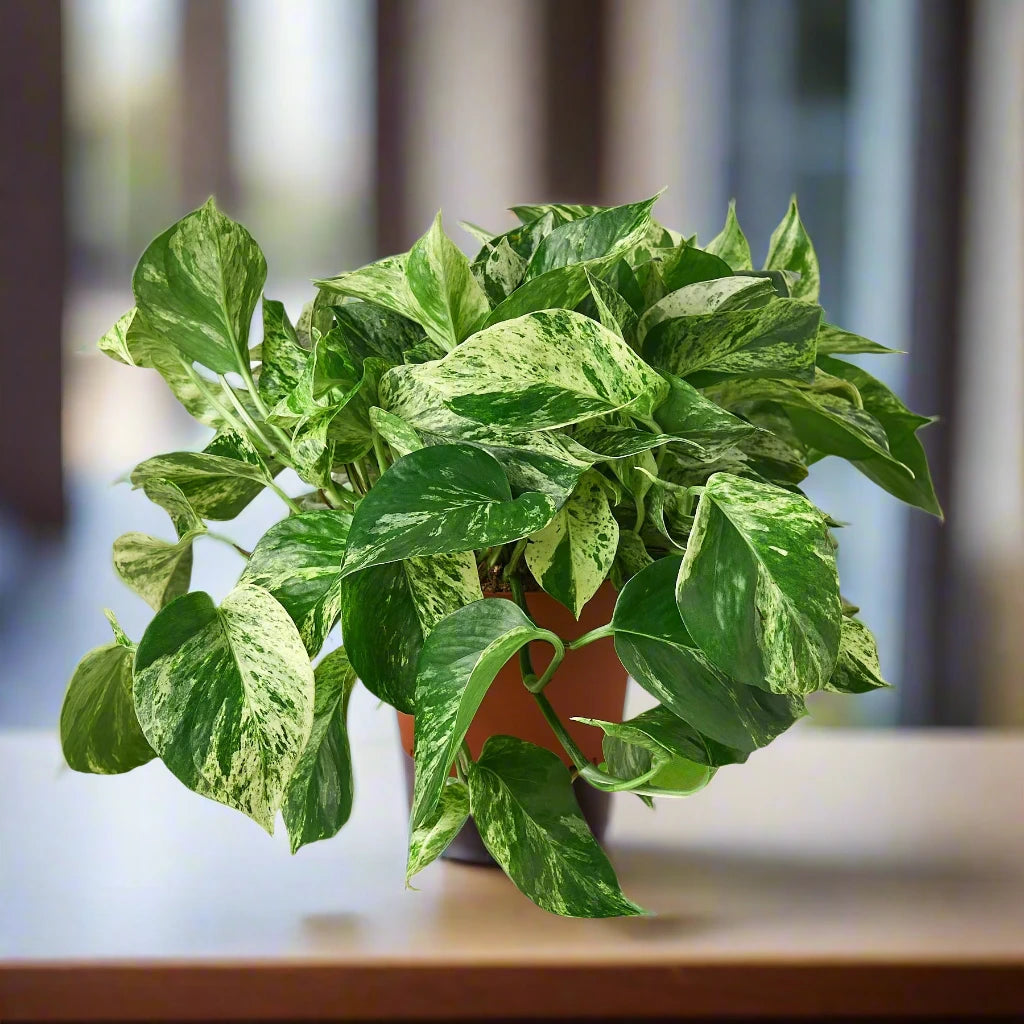 Pothos 'Marble Queen'