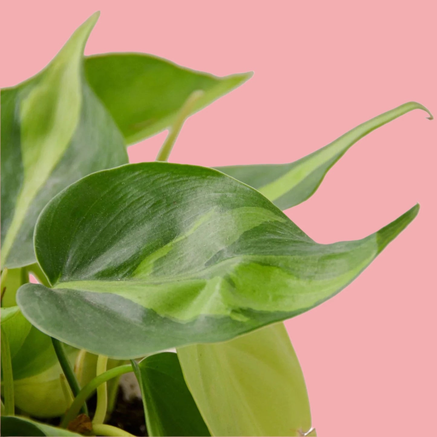 Philodendron 'Brasil'