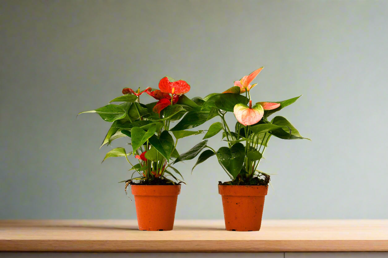 2 Anthurium Variety Pack - 4" Pots