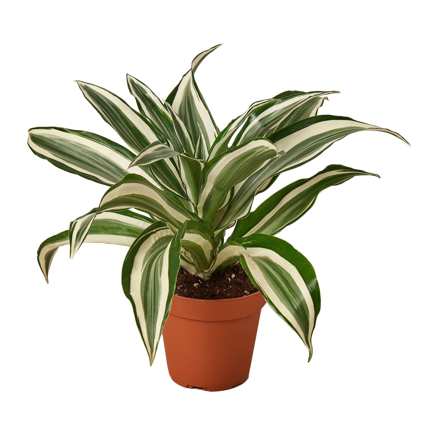 Dracaena 'Warneckii White Jewel'