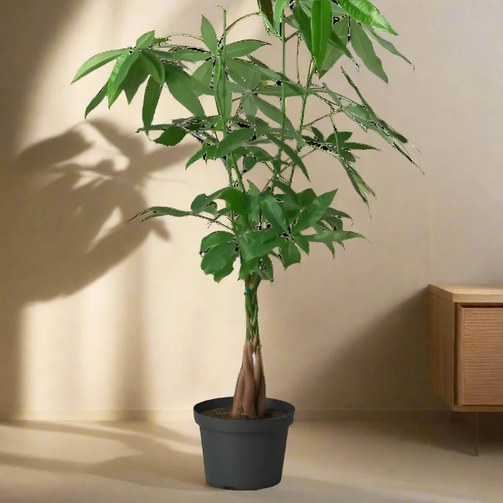 Money Tree 'Guiana Chestnut' Pachira Braid