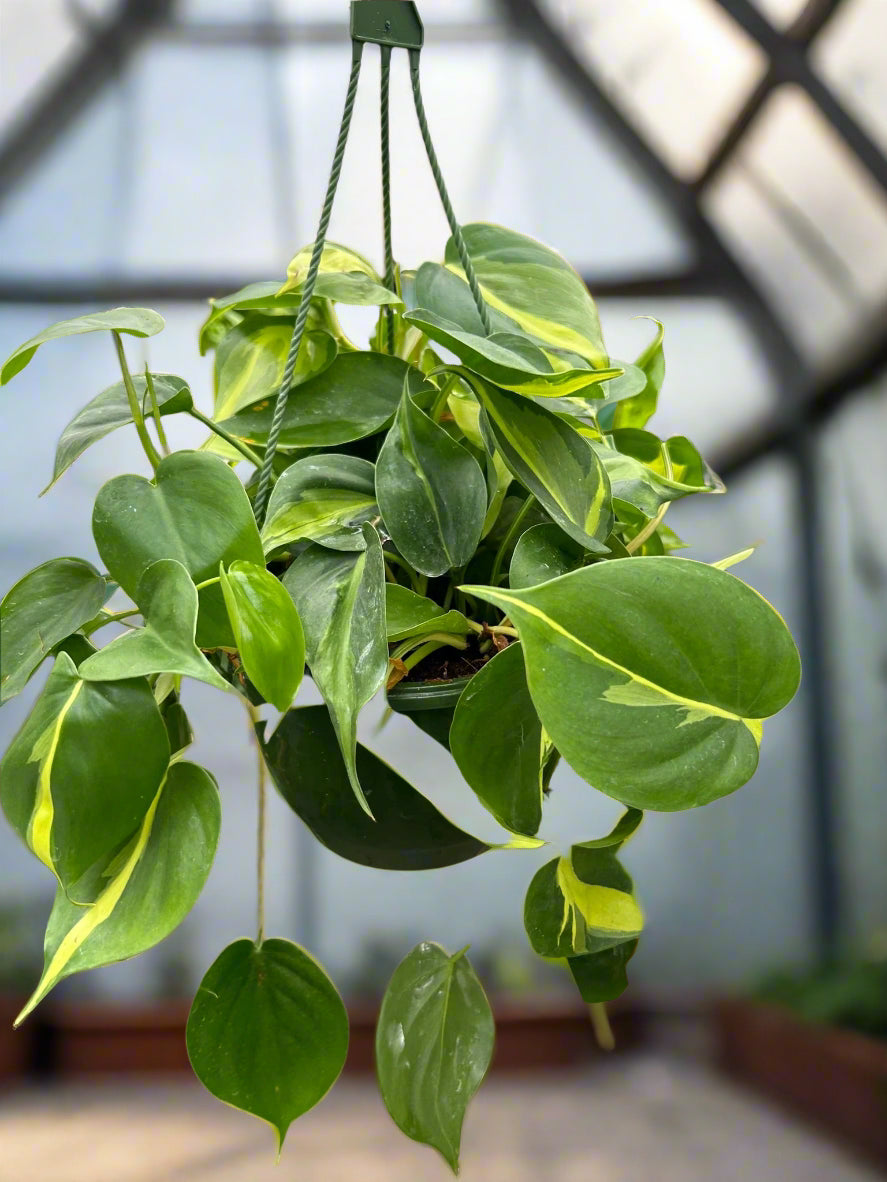 Philodendron 'Brasil'