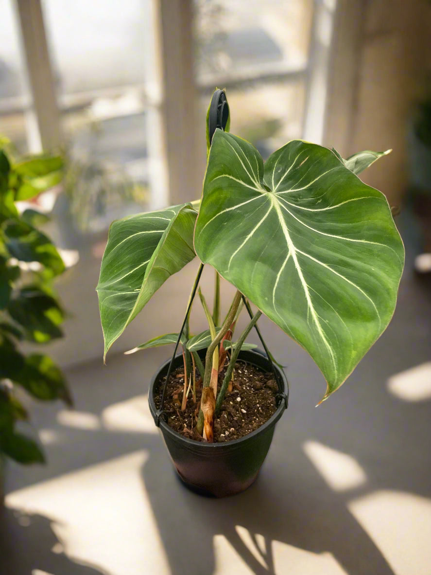 Philodendron Gloriosum