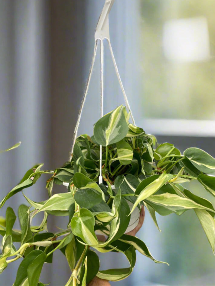 Philodendron 'Silver Stripe'