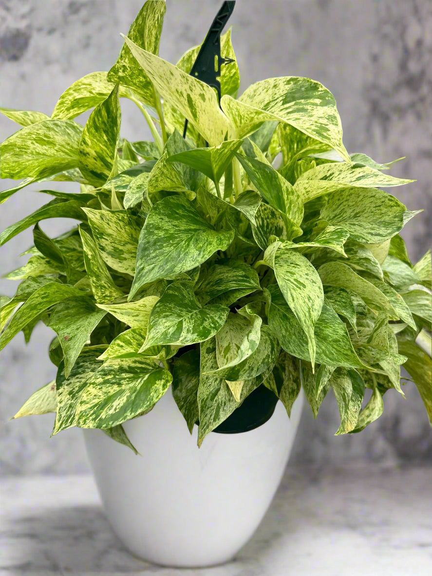 Pothos 'Marble Queen'