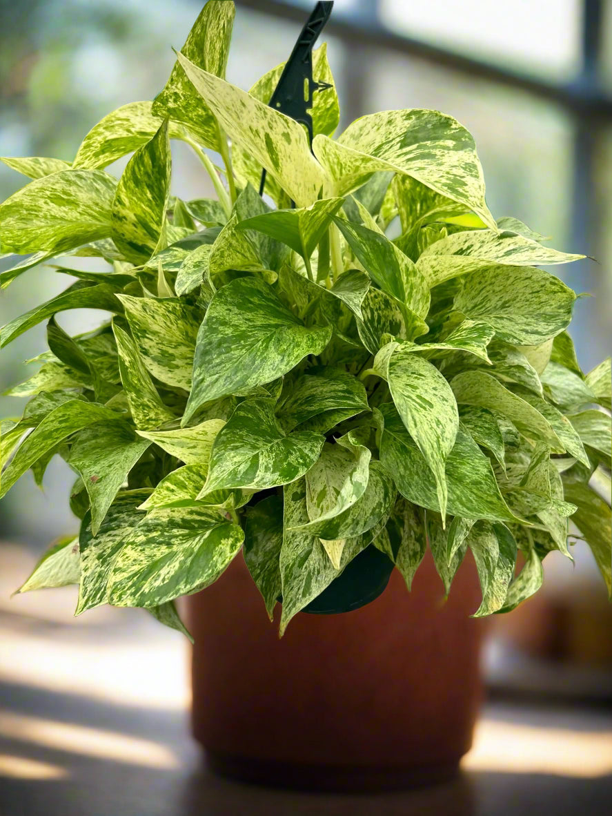 Pothos 'Marble Queen'