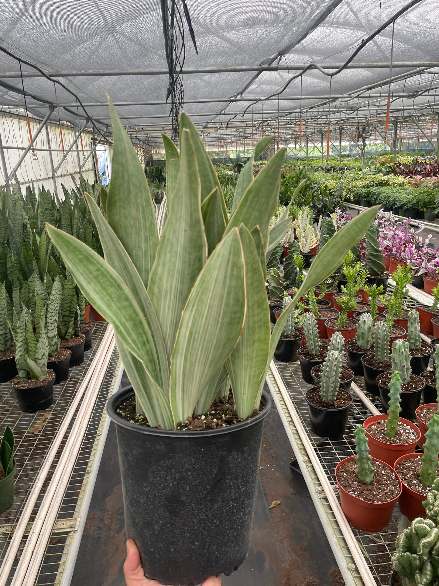 Snake Plant 'Sayuri'