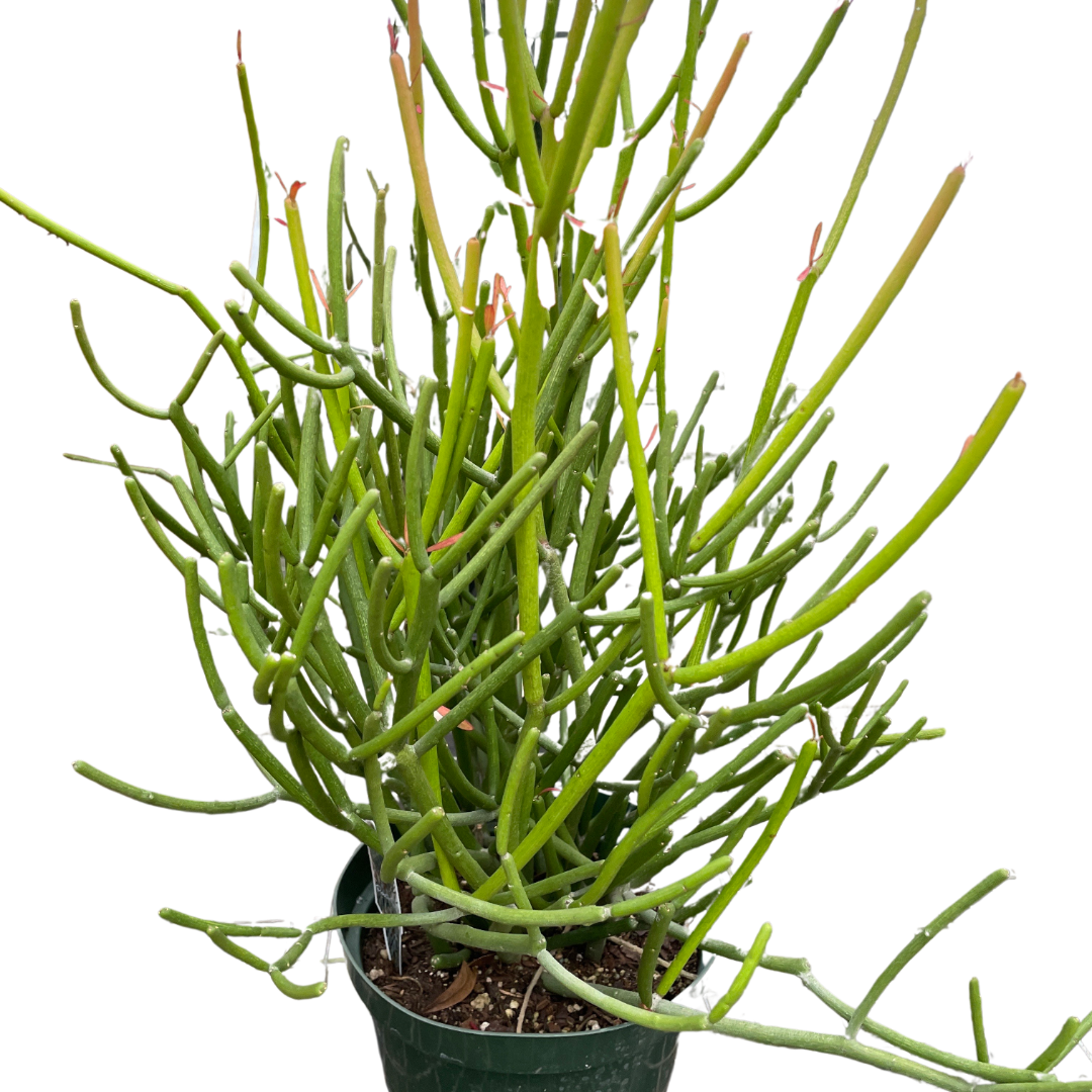 EUPHORBIA 'PENCIL CACTUS'