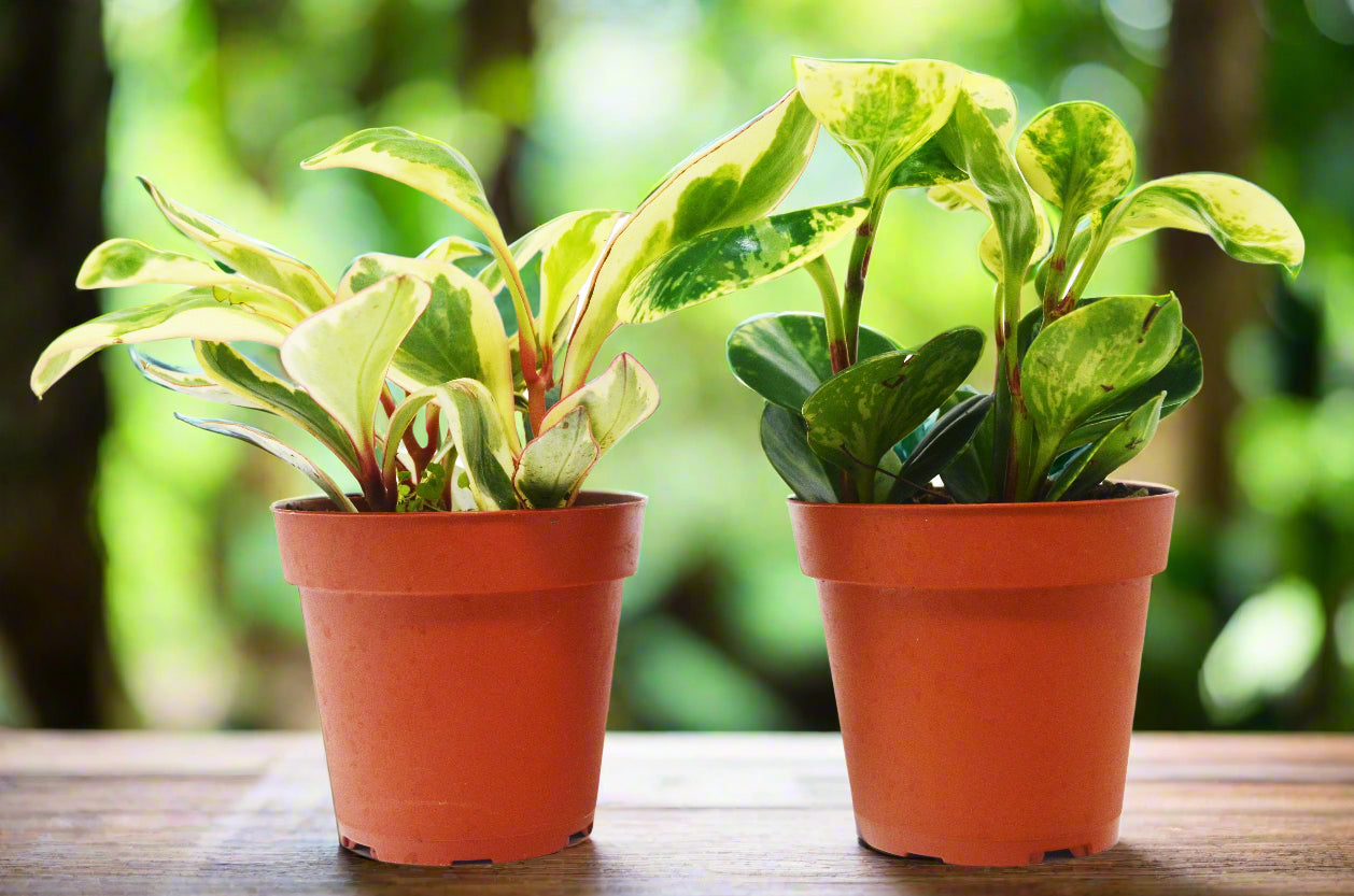 2 Peperomia Plants Variety Pack in 4" Pots - Baby Rubber Plants