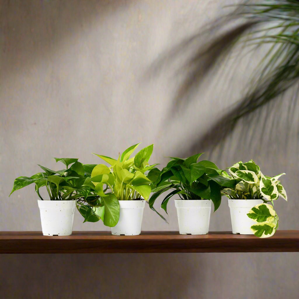 4 Different Pothos Plants in 4" Pots - Live House Plant