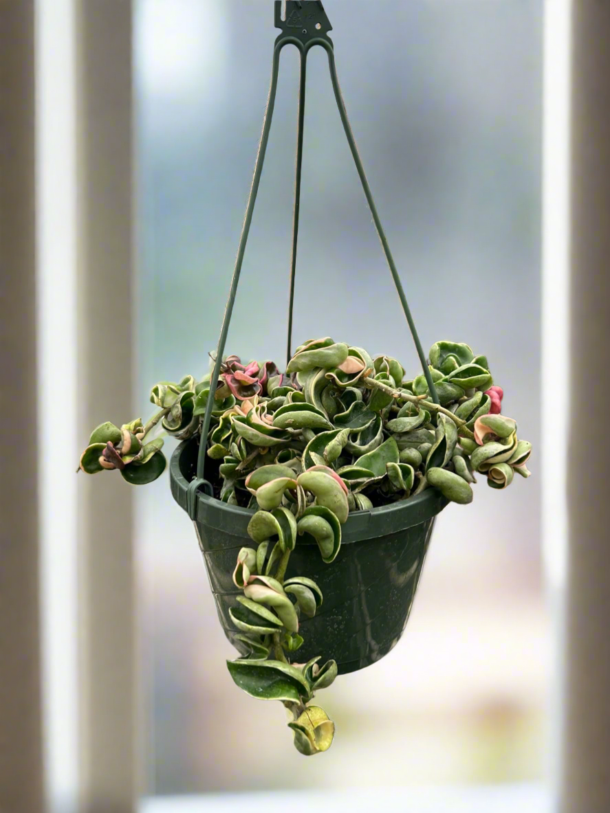 Hoya 'Rope Plant' Variegated