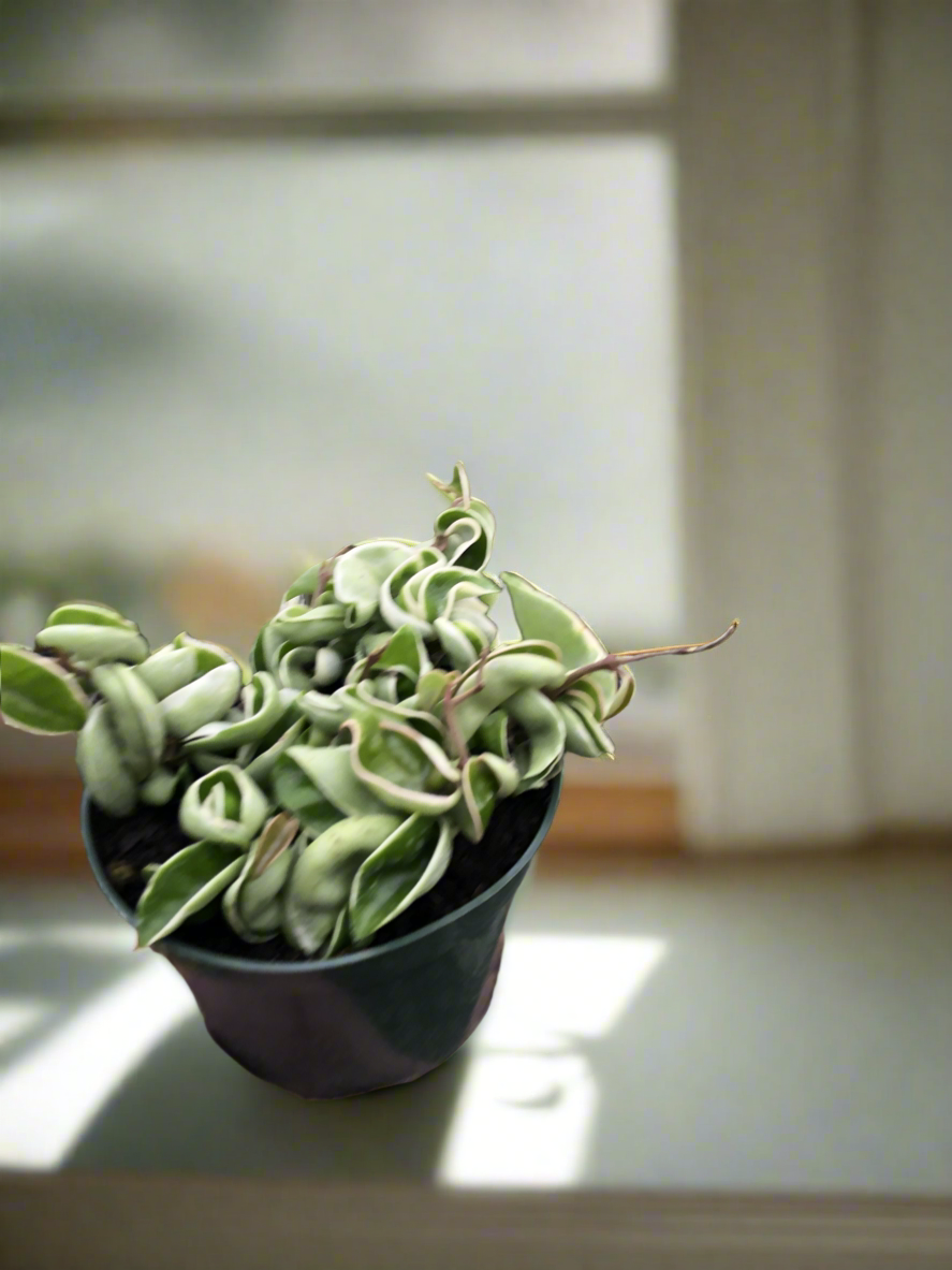 Hoya 'Rope Plant' Variegated