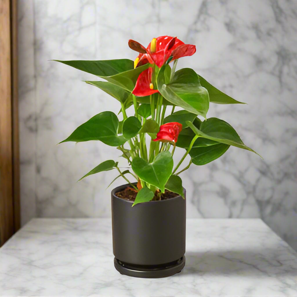 2 Anthurium Variety Pack - 4" Pots