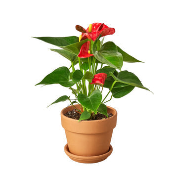 2 Anthurium Variety Pack - 4" Pots