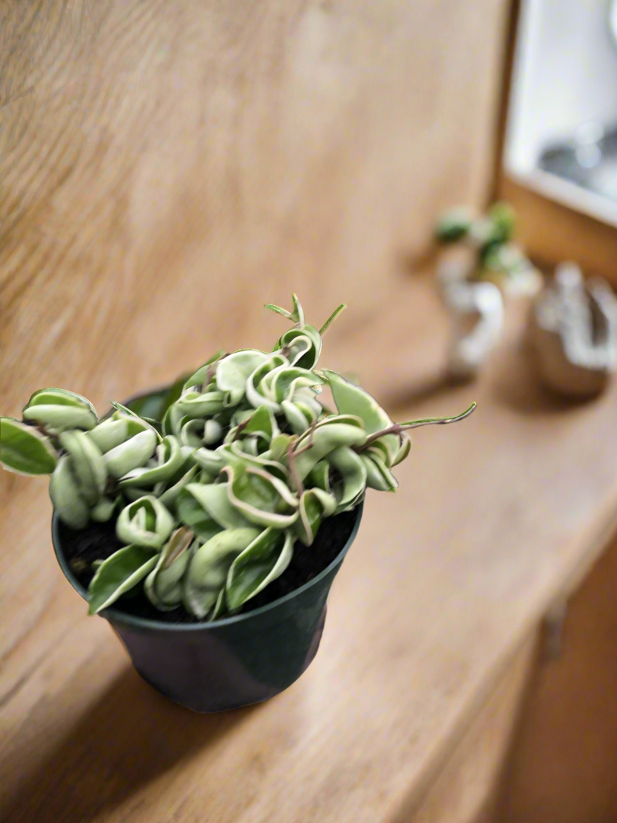 Hoya 'Rope Plant' Variegated