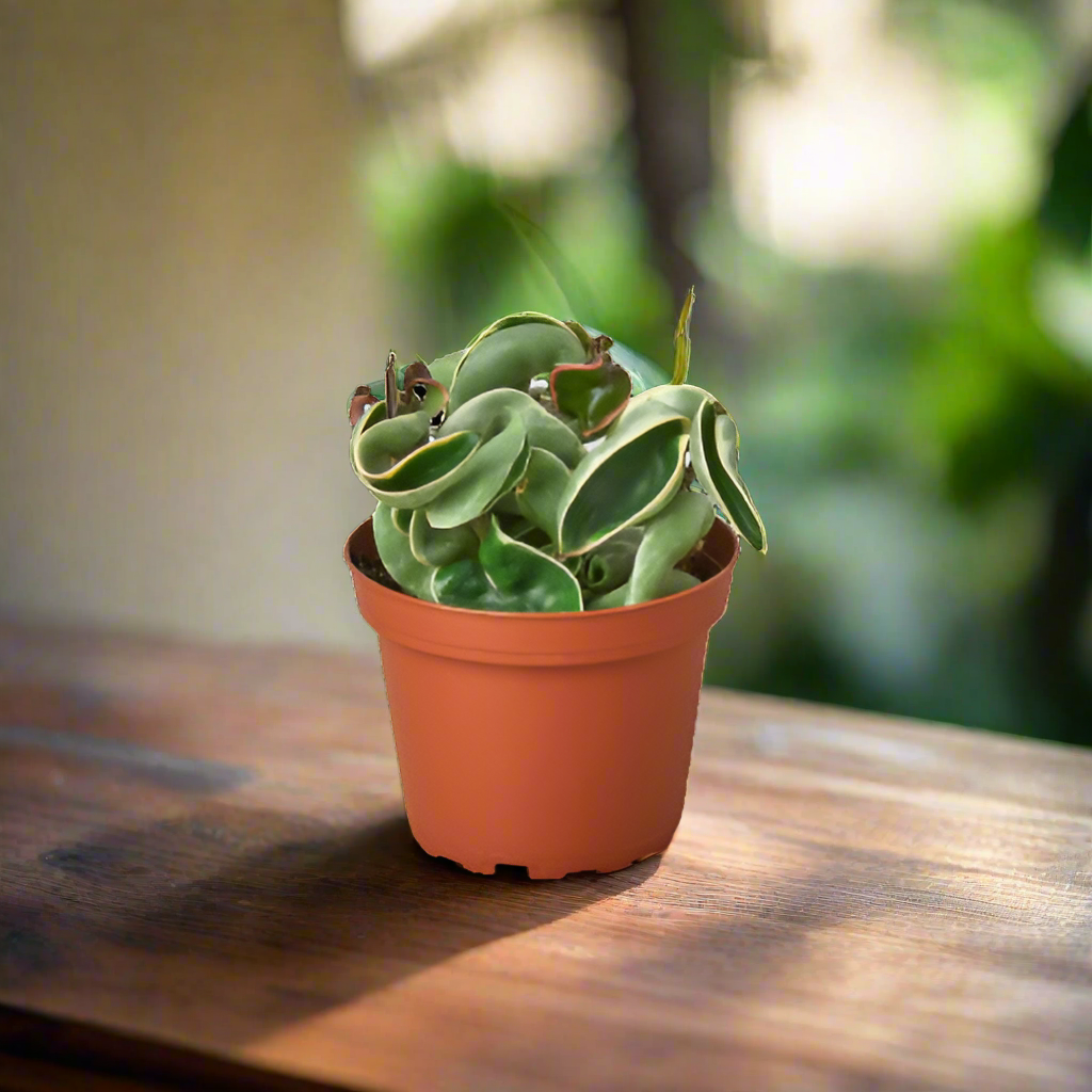 Hoya 'Rope Plant' Variegated