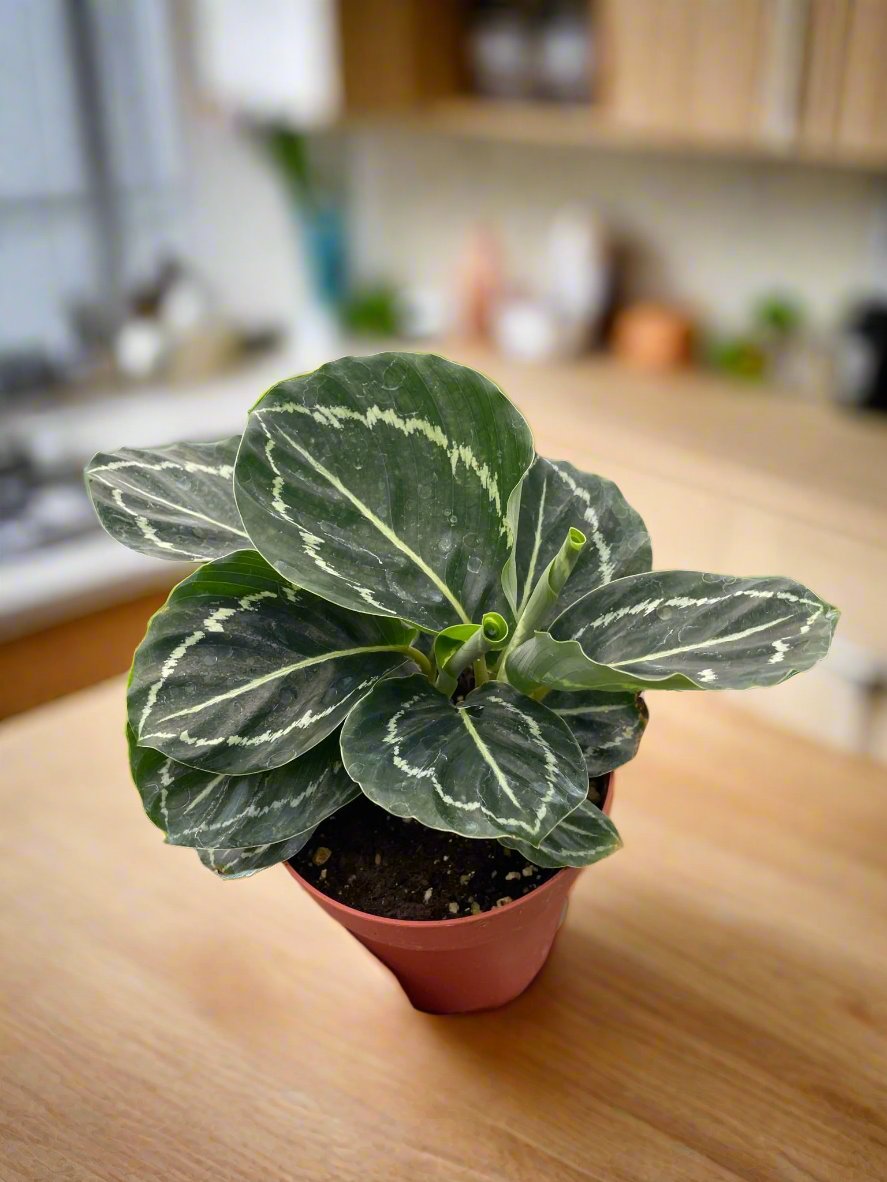 Calathea 'Green Goddess'