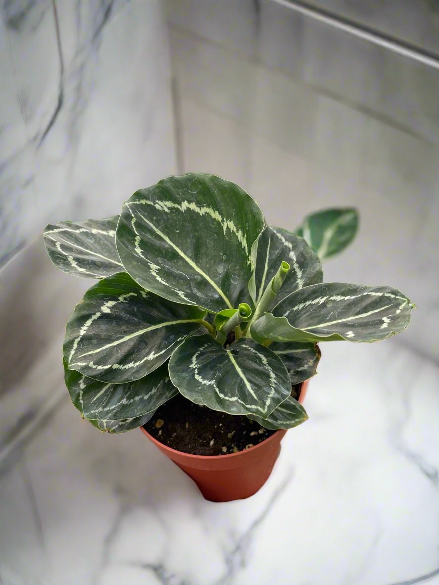 Calathea 'Green Goddess'