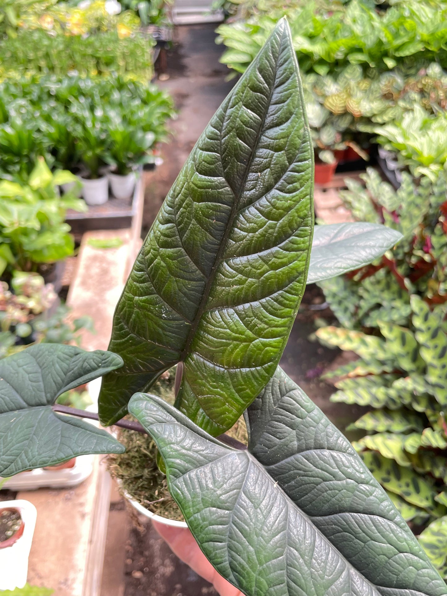 Alocasia 'Scalprum'