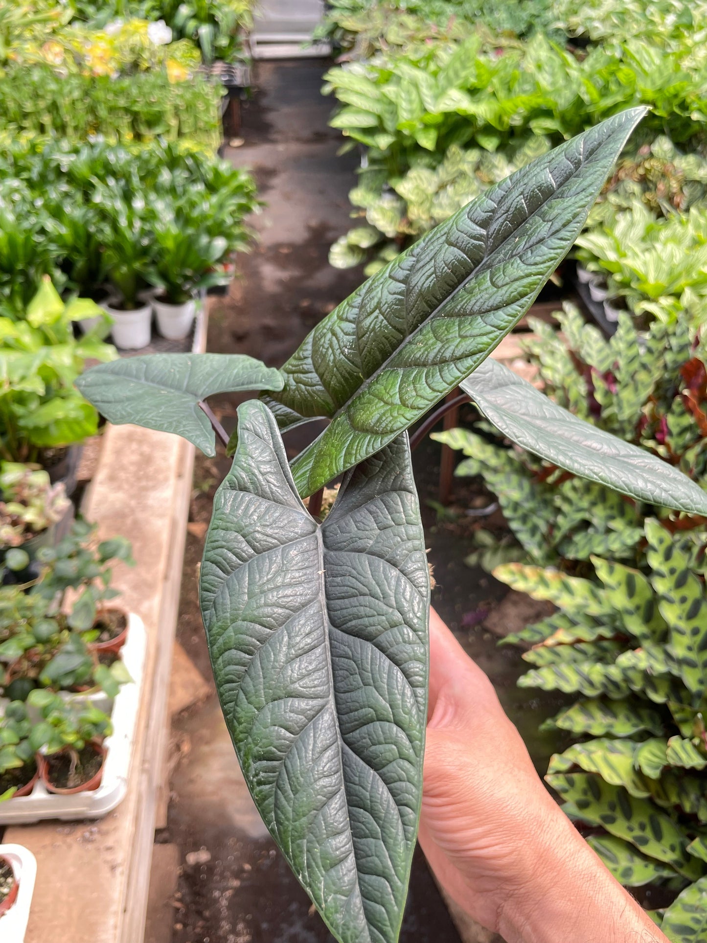 Alocasia 'Scalprum'