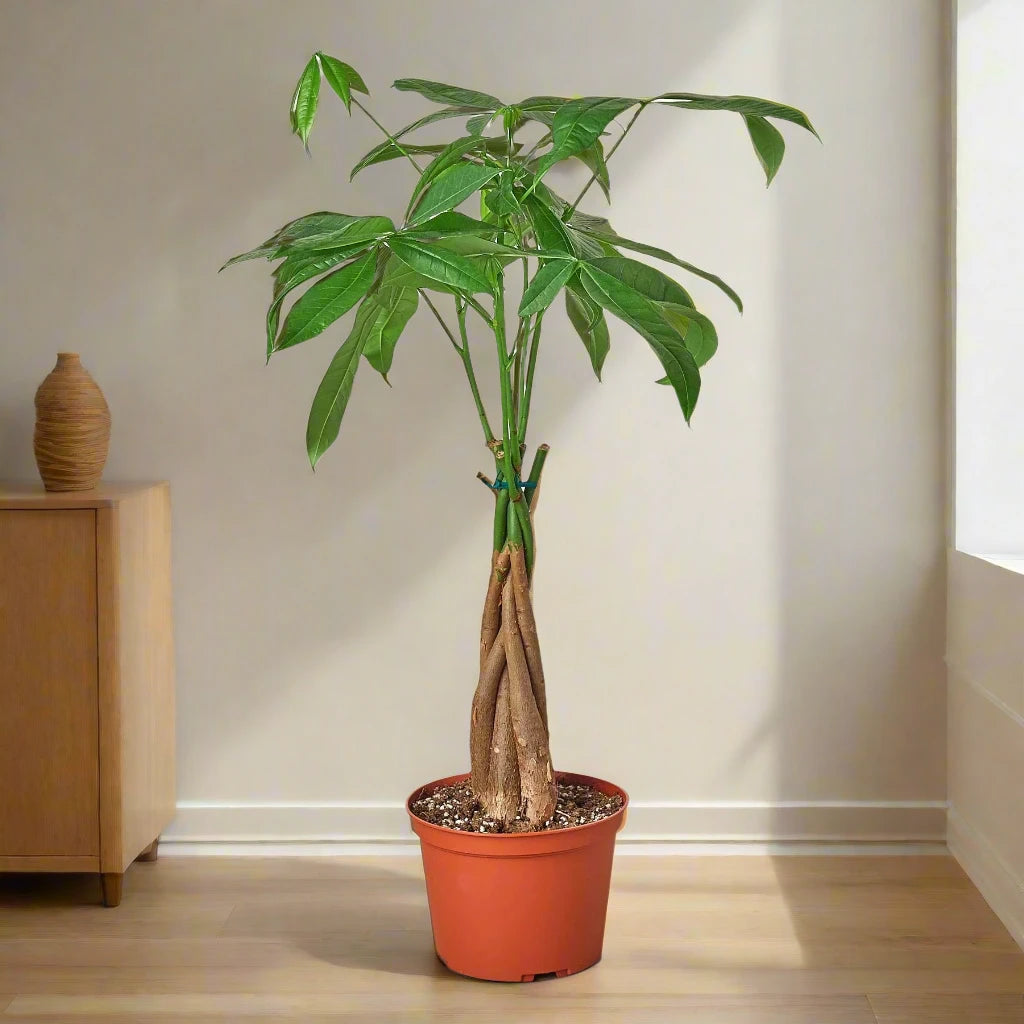 Money Tree 'Guiana Chestnut' Pachira Braid