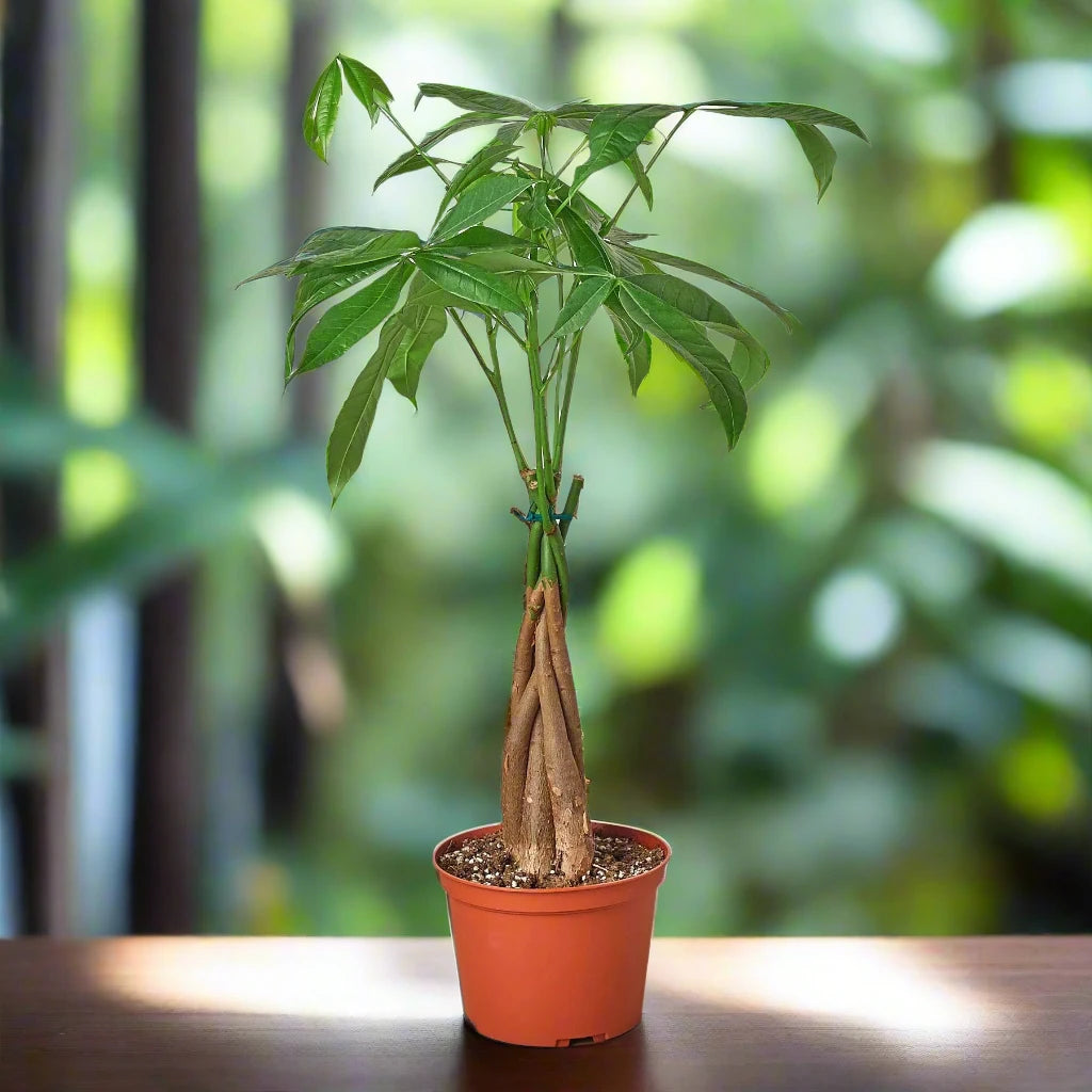 Money Tree 'Guiana Chestnut' Pachira Braid