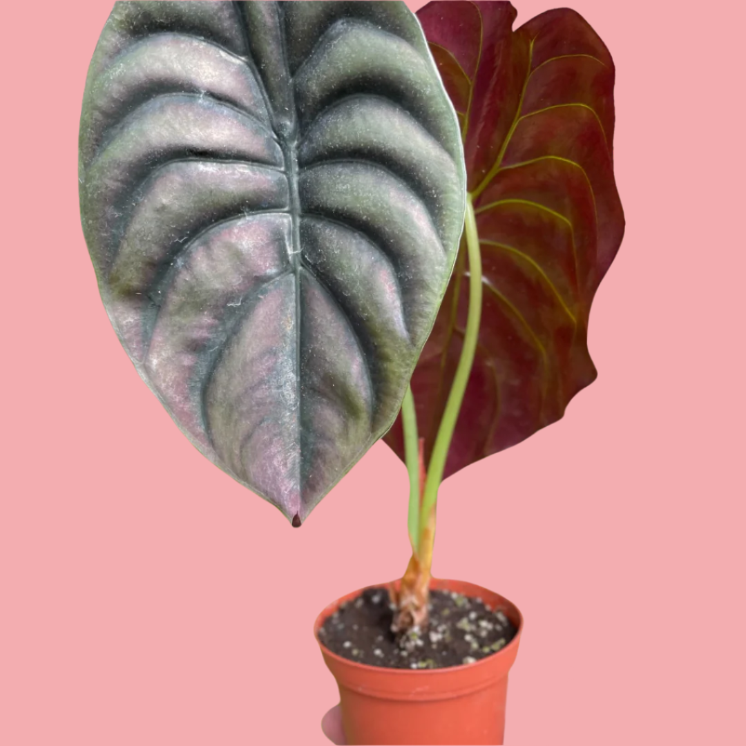 Alocasia 'Red Secret'