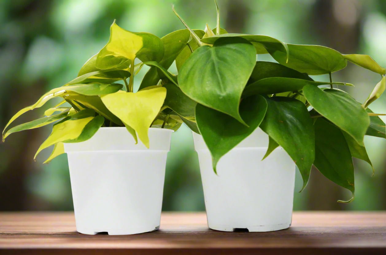 2 Philodendron Variety Pack - 4" Pots