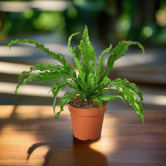 Bird’s Nest 'Victoria' Fern