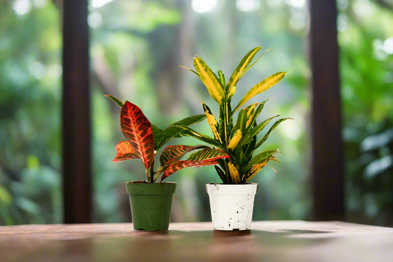 2 Croton Variety Pack - 4" Pot